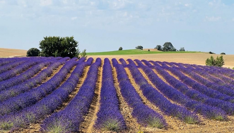 Ener2crowd entra en el sector de la agricultura sostenible con proyectos que ofrecen rendimientos anuales de hasta el 10