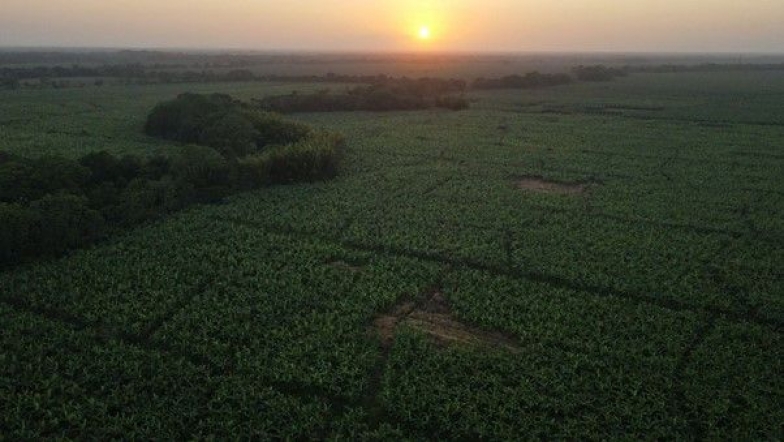 Banacol: pioneros en sostenibilidad con certificado Carbono Neutro