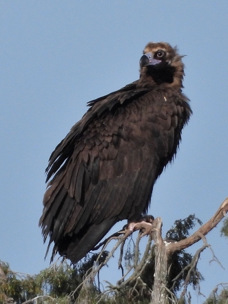 El papel de las aves rapaces en la Sierra Norte de Guadalajara