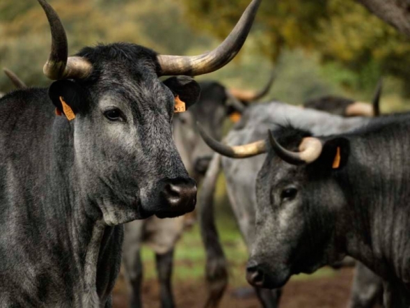 Castilla Gourmet destaca la carne de Morucha como emblema de la calidad nacional y el origen sostenible