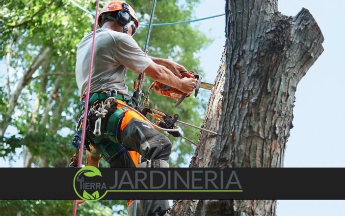 La importancia vital de la poda profesional de árboles para un entorno seguro y saludable, por La Tierra Jardinería