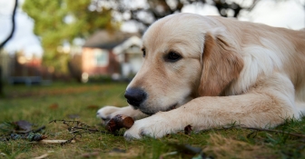DeMascotas ofrece consejos para cuidar la salud de los perros en otoño