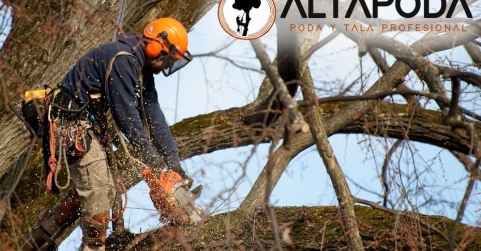 Altapoda: expertos en poda en altura y servicios integrales de arboricultura en la Sierra de Madrid