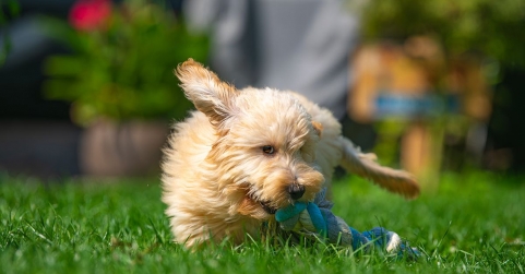 Finca Von Martin: excelencia, ética y amor por las razas toy en el corazón de la sierra madrileña