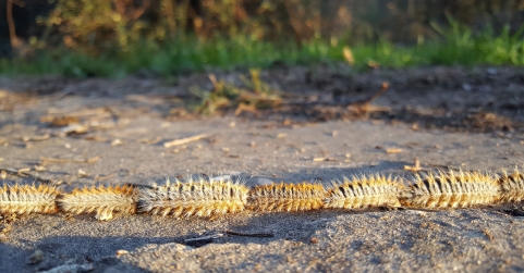 El viento dispara la alerta por procesionaria: veterinarios atienden cada vez más casos en perros tras los últimos tempo