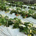 Strawberry bed with plastic mulch, rows of plants showing white flowers and ripe red berries.