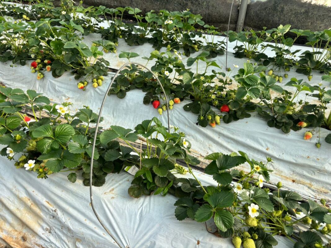 ozono agricola - IP | diario-economia.com Strawberry bed with plastic mulch, rows of plants showing white flowers and ripe red berries.